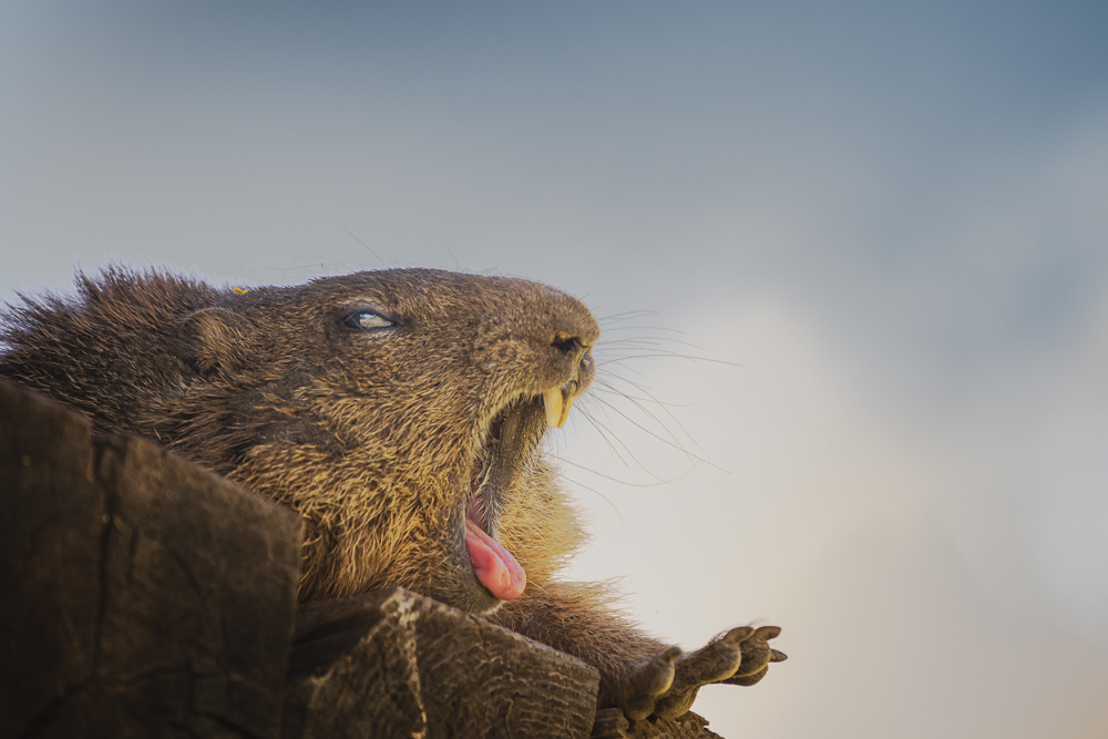 Platz 12 Anton Kienle